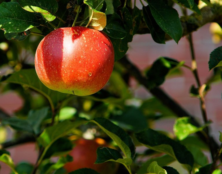 CoDiPra: produzione agricola assicurata per oltre l’85%