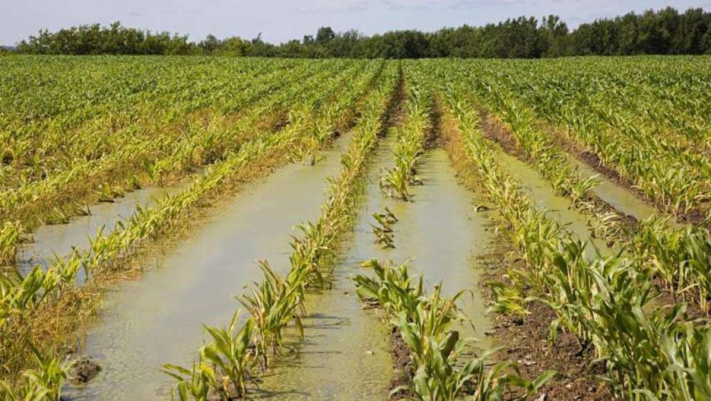 Codipra trento - danni importanti su vigneti e frutteti della destra adige