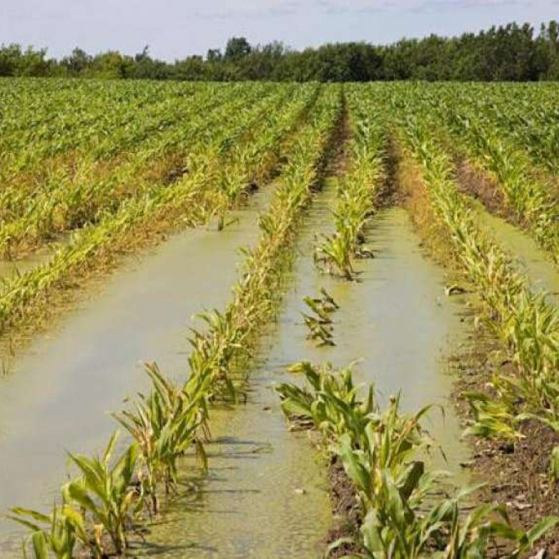 Codipra trento - danni importanti su vigneti e frutteti della destra adige