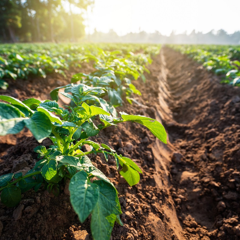 Differimento dei termini di sottoscrizione delle polizze assicurative agricole agevolate al 30 Giugno