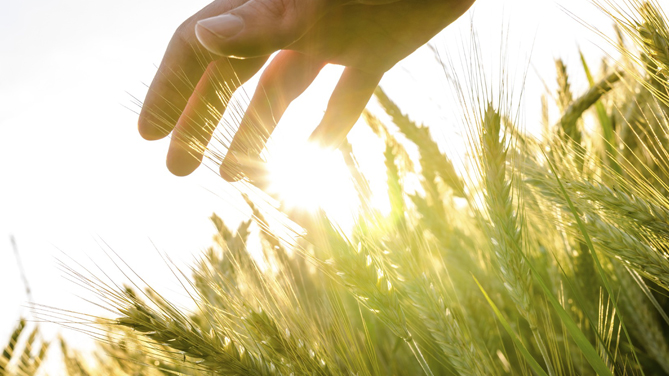 Le novita' del piano di gestione dei rischi in agricoltura 2020