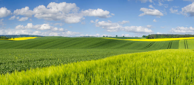 Psrn 2014/2020 - misura 17: approvato il nuovo piano di gestione dei rischi in agricoltura 2020