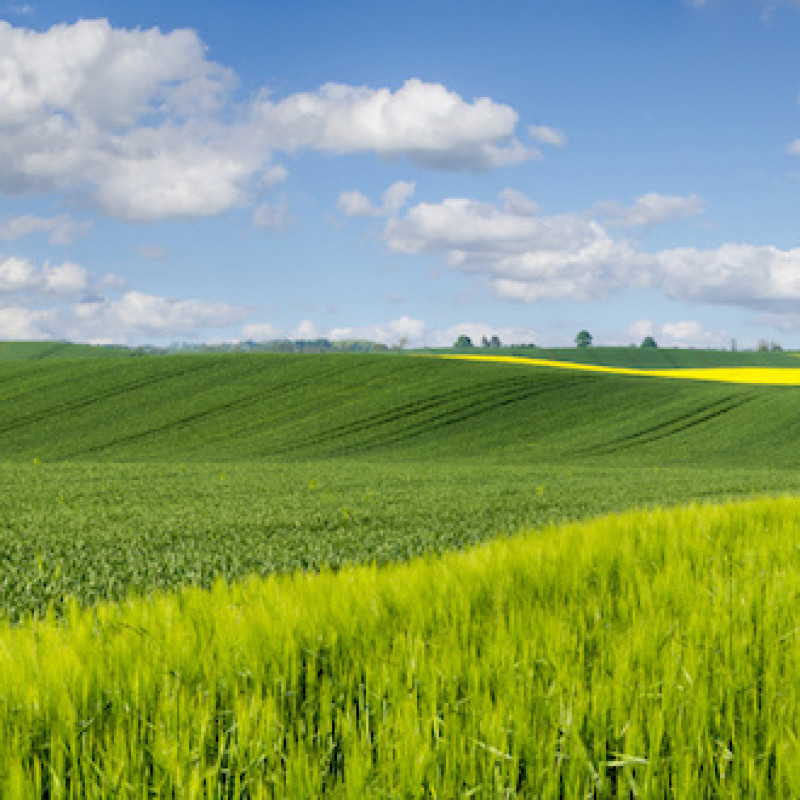 Psrn 2014/2020 - misura 17: approvato il nuovo piano di gestione dei rischi in agricoltura 2020