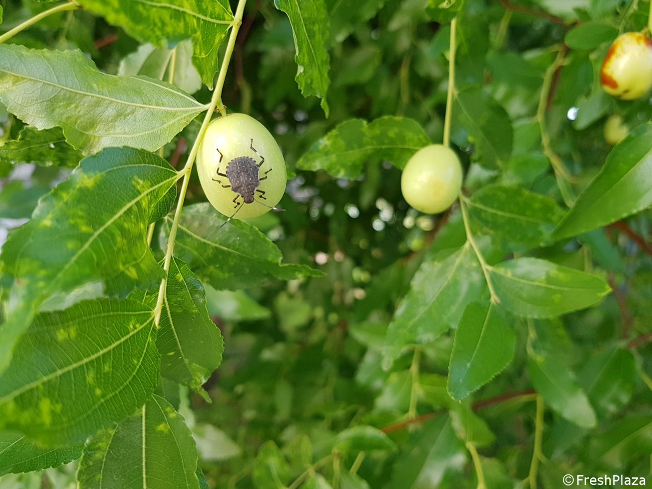 Cimice asiatica: un panel di strumenti per la difesa delle produzioni