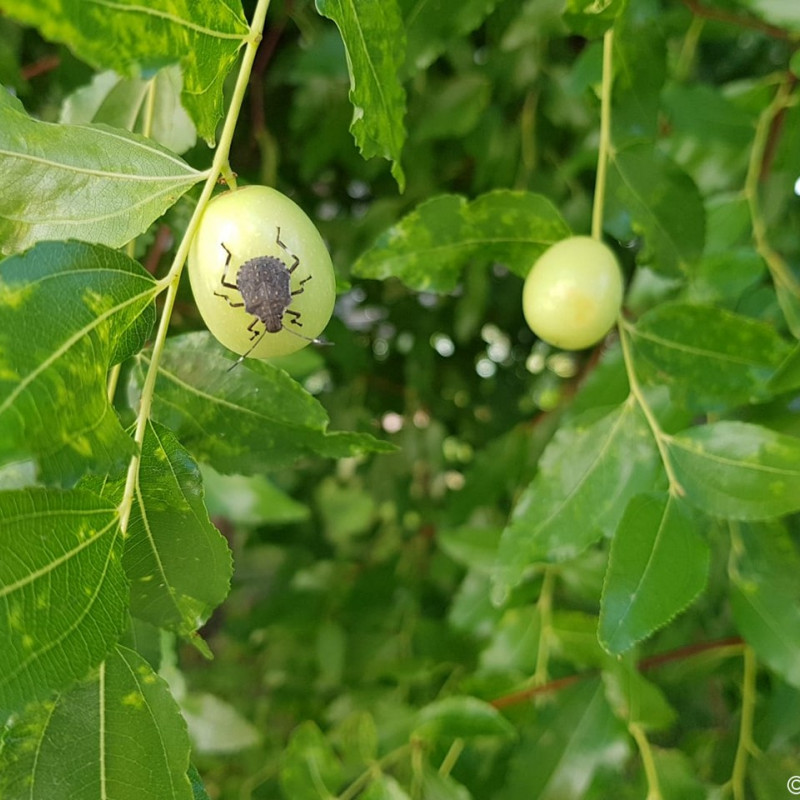 Cimice asiatica: un panel di strumenti per la difesa delle produzioni