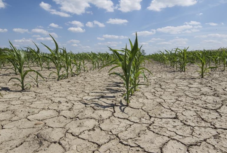 Sicurezza alimentare: agricoltura e cambiamenti climatici