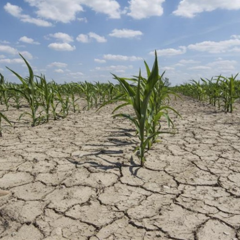 Sicurezza alimentare: agricoltura e cambiamenti climatici