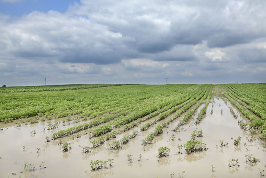 Coltivazioni e vendemmia a rischio con l'ondata di maltempo