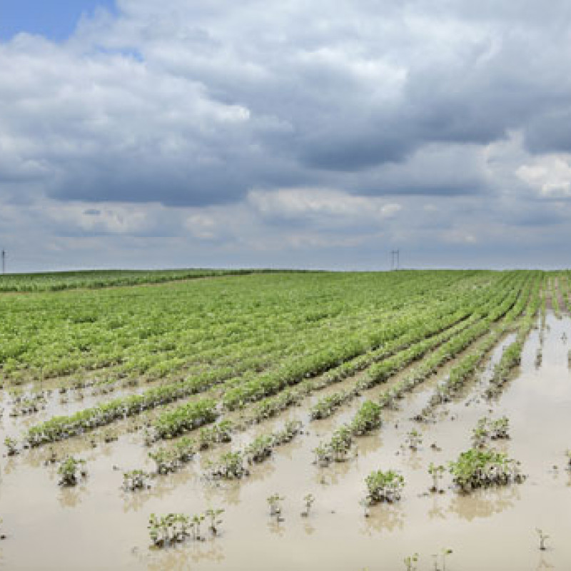 Coltivazioni e vendemmia a rischio con l'ondata di maltempo