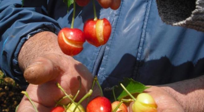 Rischio gelate sui ciliegi in fiore