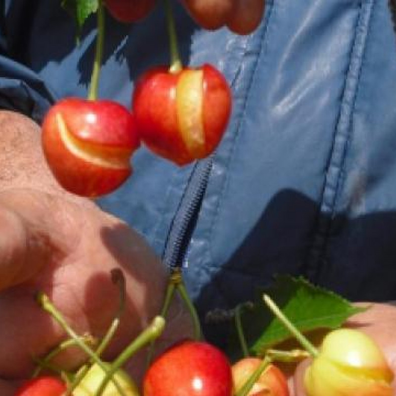 Rischio gelate sui ciliegi in fiore