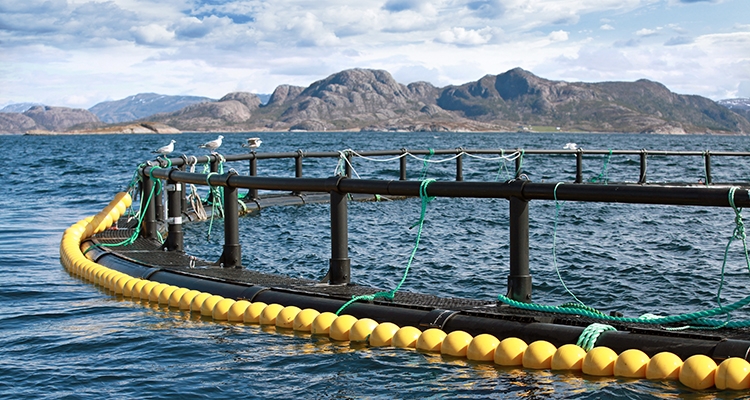 Assicurazioni per la pesca ed acquacoltura - forti aspettative del settore e ritardi nell'utilizzo delle risorse comunitarie