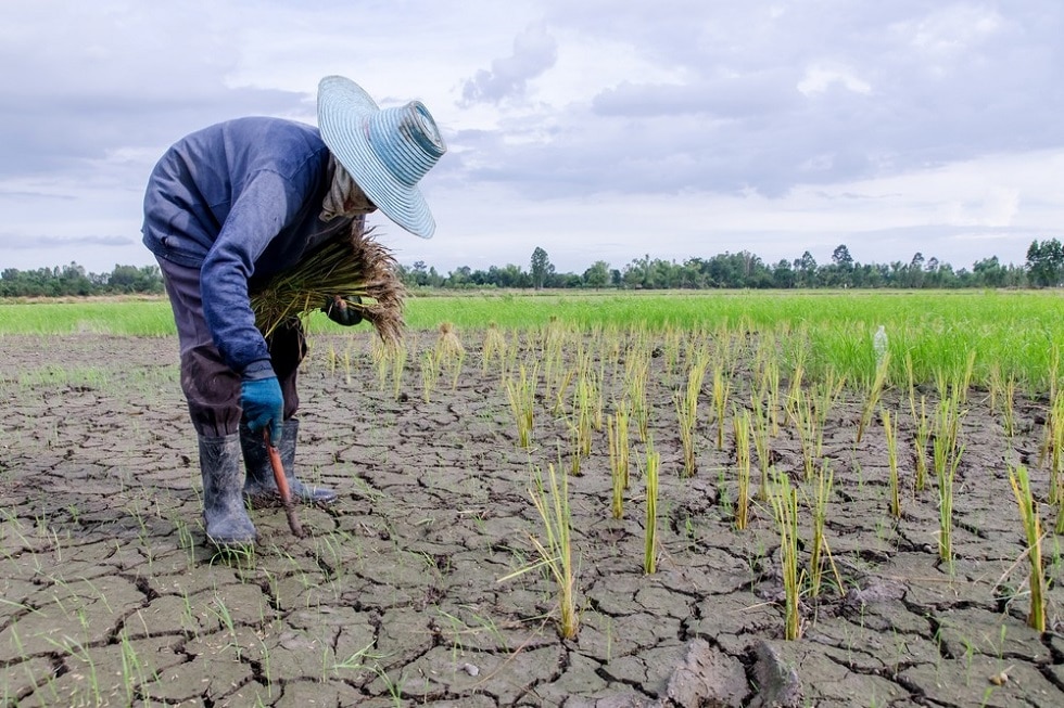 In 10 anni i disastri naturali sono costati 96 miliardi di dollari in termini di perdite agricole