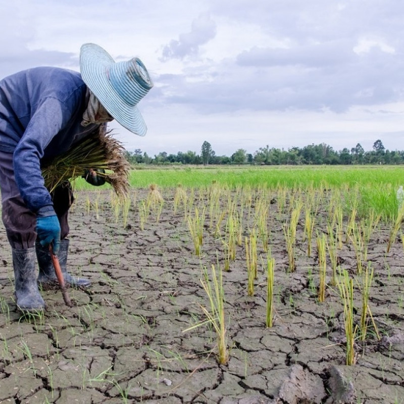 In 10 anni i disastri naturali sono costati 96 miliardi di dollari in termini di perdite agricole