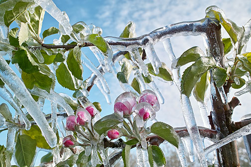 Allarme freddo su alberi in fiore