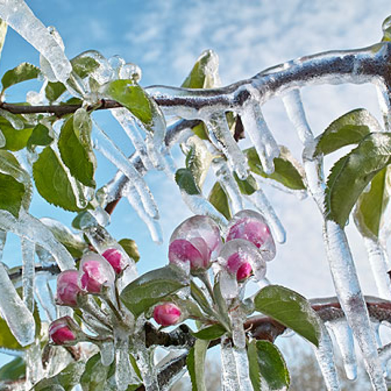 Allarme freddo su alberi in fiore