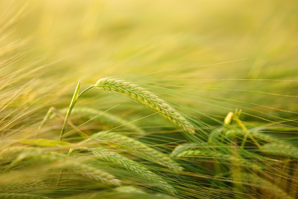 Convegno sull’agricoltura conservativa – montichiari (bs); 12 dicembre 2017