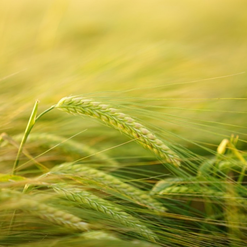 Convegno sull’agricoltura conservativa – montichiari (bs); 12 dicembre 2017