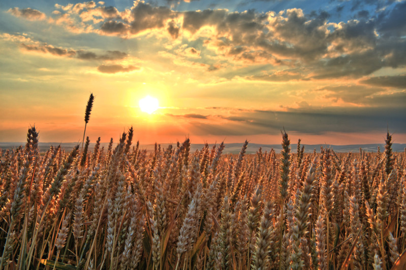 La polizza ricavo, uno strumento innovativo per la gestione del rischio in agricoltura