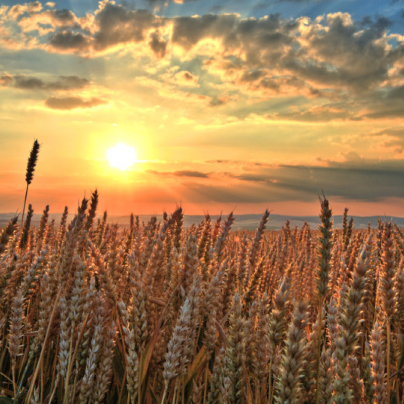 La polizza ricavo, uno strumento innovativo per la gestione del rischio in agricoltura