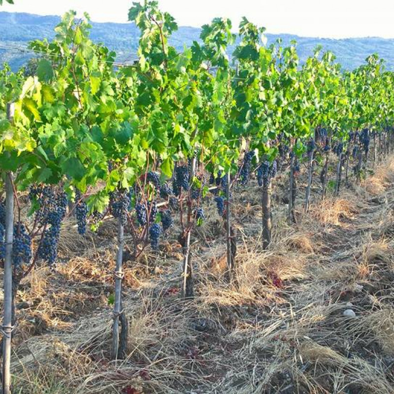 Cambiamenti climatici in agricoltura - convegno voghera 24 novembre 2017