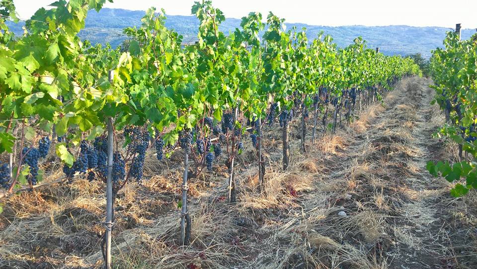 Cambiamenti climatici in agricoltura - convegno voghera 24 novembre 2017