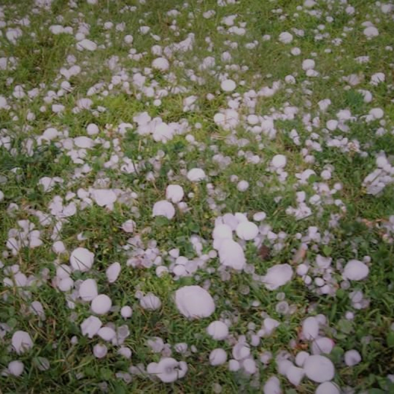 Maltempo: grandine distrugge raccolti, si stimano milioni di danni