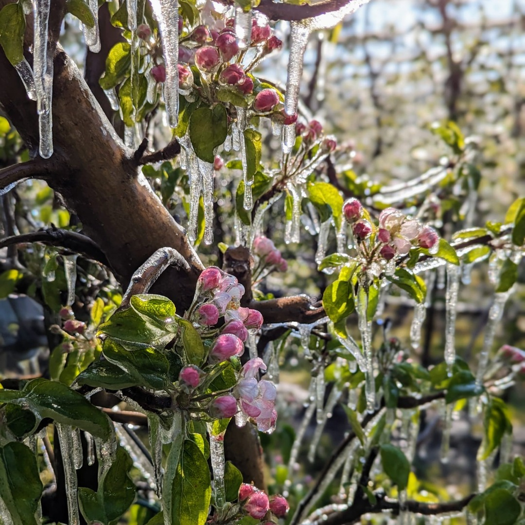 [COMUNICATO STAMPA] L’agricoltura deve fare i conti con il clima, al via assicurazioni e fondi mutualistici