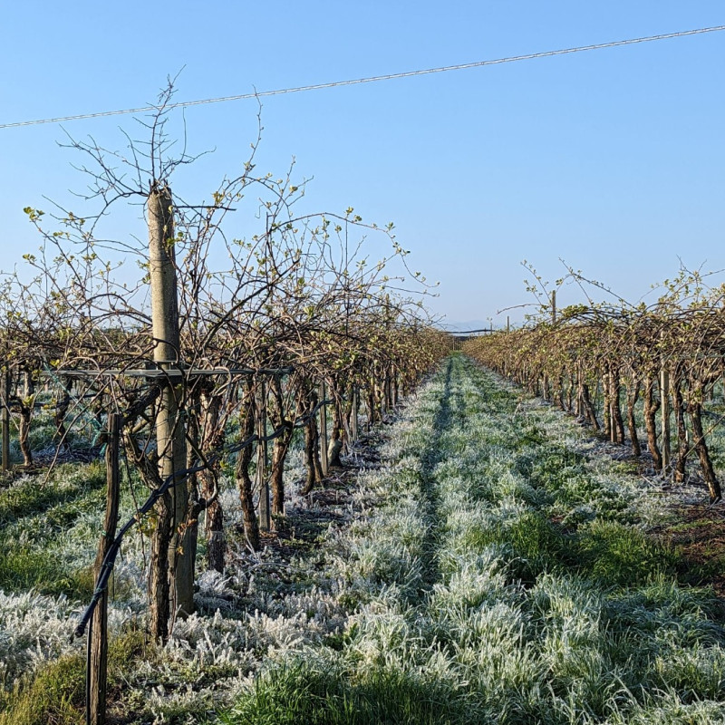 Approvato il regolamento del fondo mutualistico AgriCat