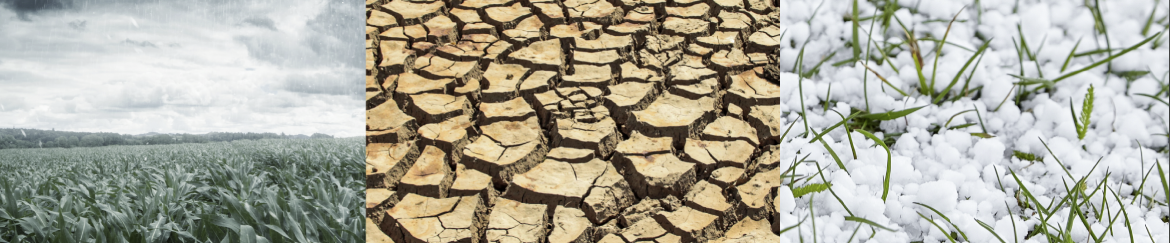 Fondo AgriCat, pubblicato il Rapporto ISMEA