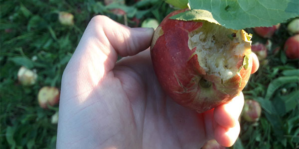 mele-grandine-francia-15-giugno-2019-grande-w